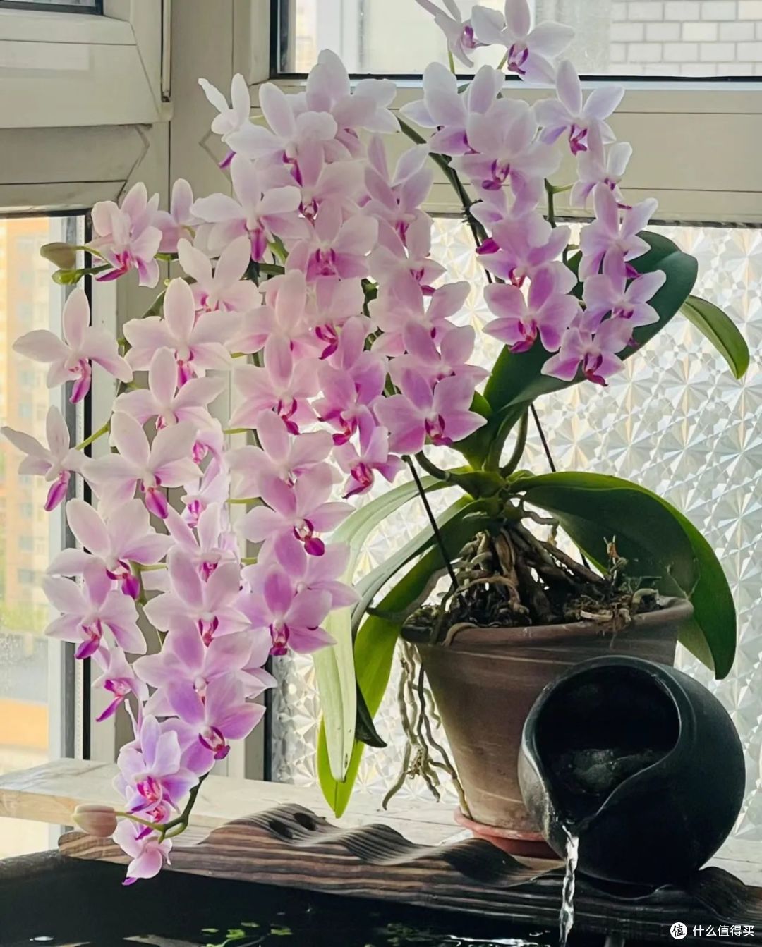 这8种花都喜欢“树皮”,土里扔把树皮,花儿越养越强壮