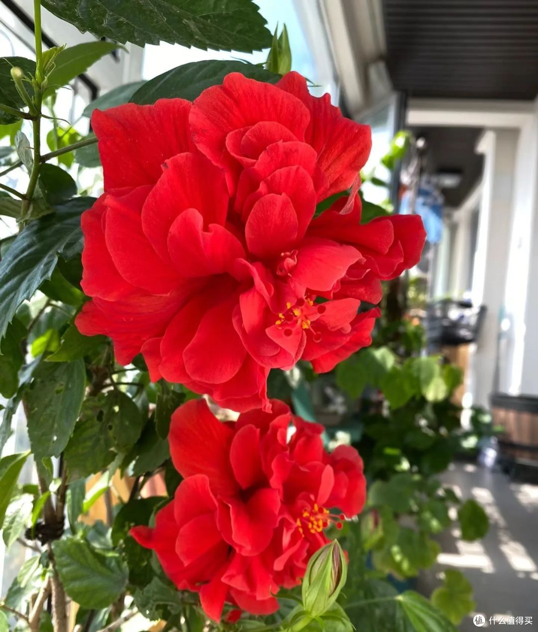 这8种花都喜欢“树皮”,土里扔把树皮,花儿越养越强壮