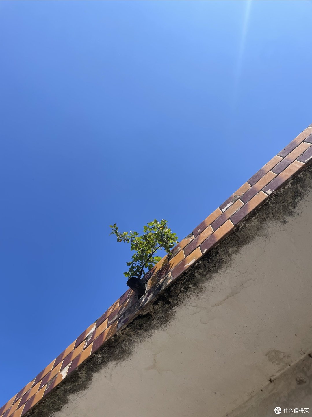 我们家小平房排水口堵住了，在屋顶种了点菜，排水口自发了一棵龙葵。