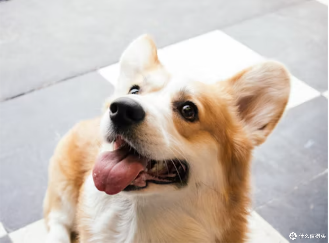 柯基的蓝心情:揭秘柯基犬伤心时的5大信号!🐶💔