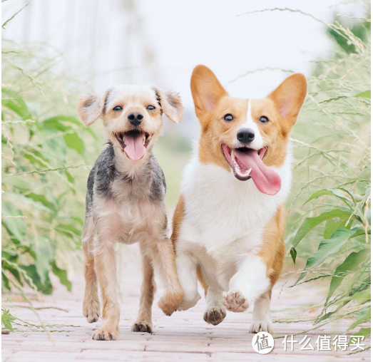 🍅🐕 狗狗的西红柿谜题：红色小果能吃吗？