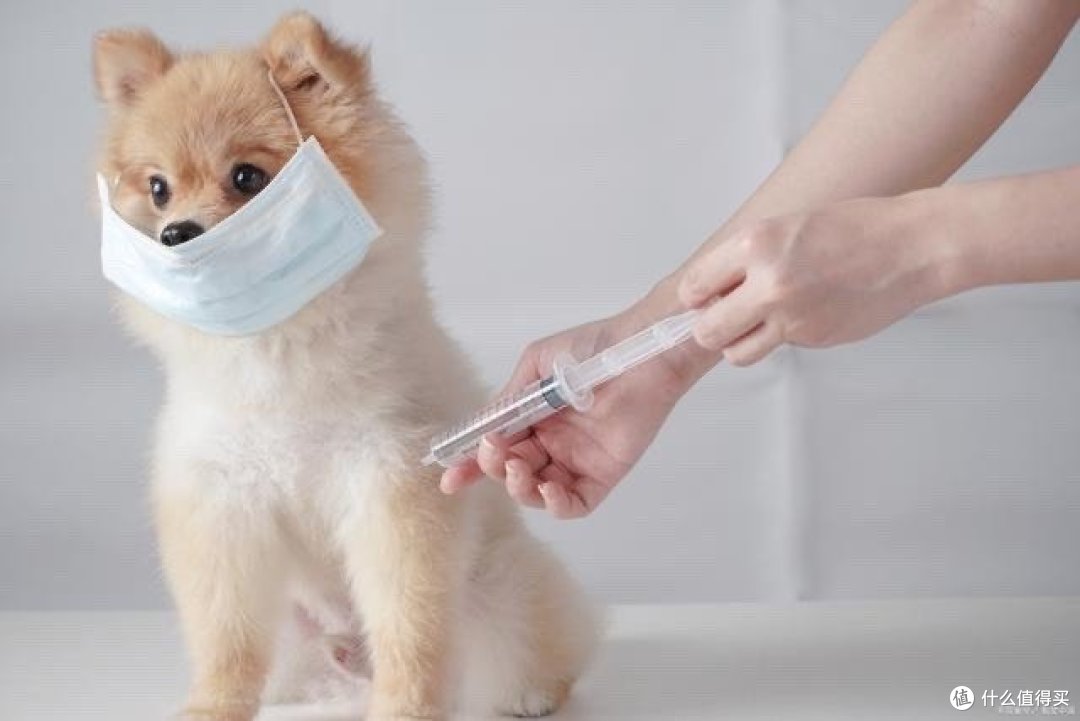如何做一个优质养宠人,你准备好了吗?