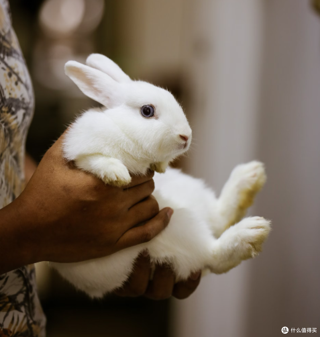 🐰💉 兔子的“尖牙利齿”:被咬了怎么办?狂犬疫苗真的需要吗?