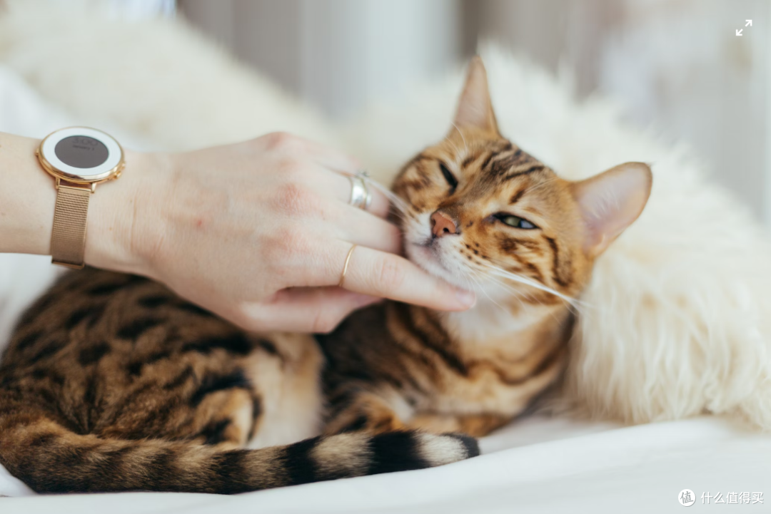 蓝氏猎鸟乳鸽猫粮:是猫粮界的“爱马仕”还是“地雷”?🌟🕊️🐾