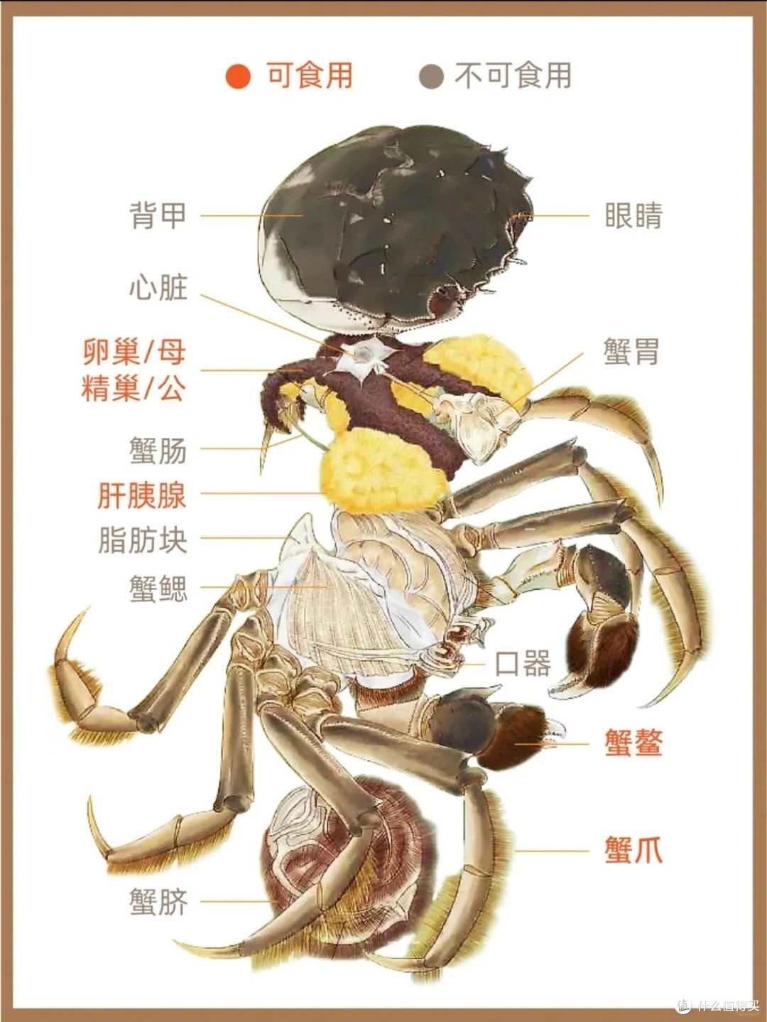 如何吃到味美肥肥的螃蟹技巧