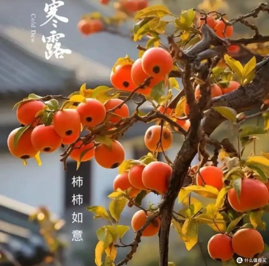 寒露后,昼夜温差大,这份晚餐请收好!热乎乎的又防秋燥!