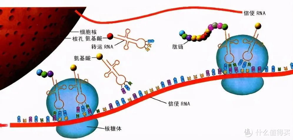 今年的诺奖不简单，能救命！