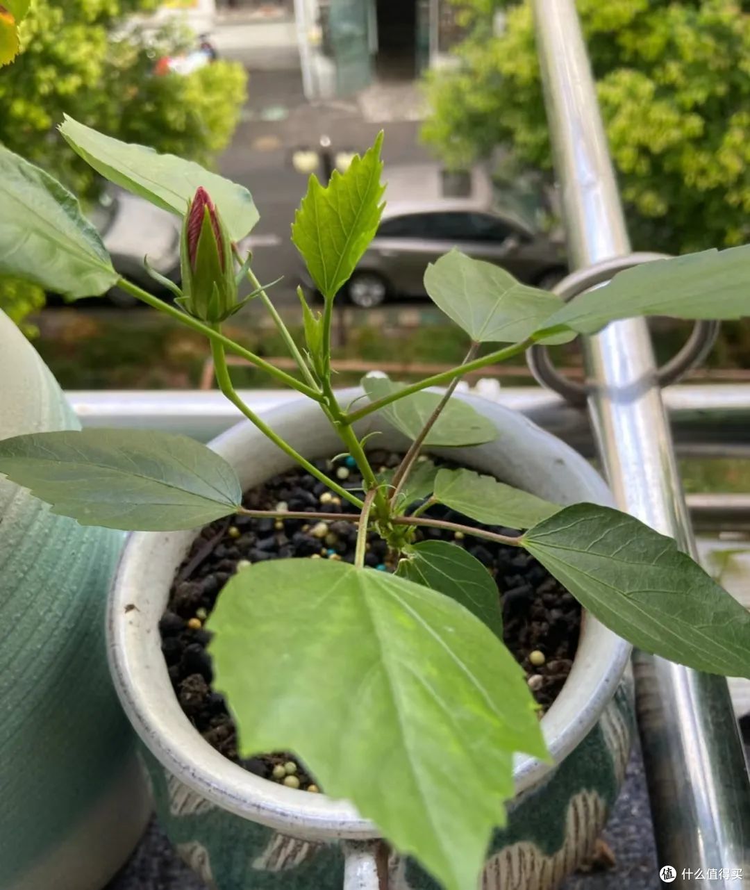 比黄金还珍贵的花，一年开花300天，比月季好养10倍，有土就活