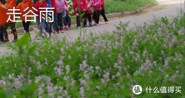 谷雨节气介绍，谷雨是春季的最后一个节气！