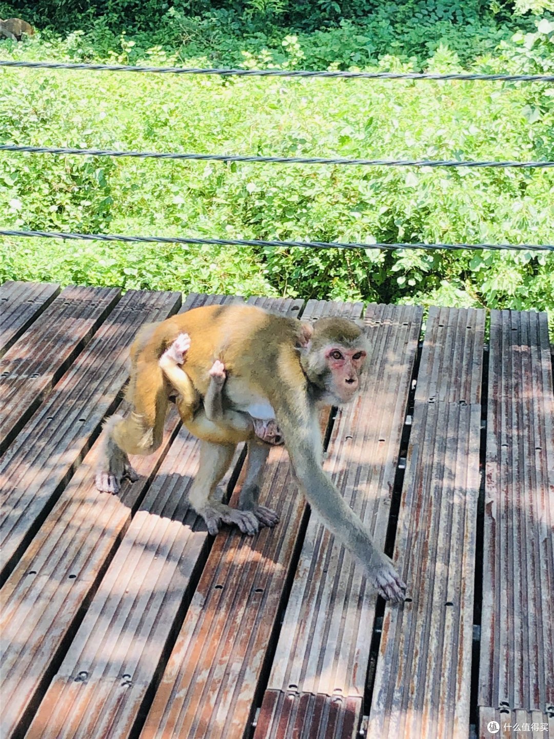 😏张家界⛰️那里的猴子🐒🐒🈶️挑逗过你么?哈哈~