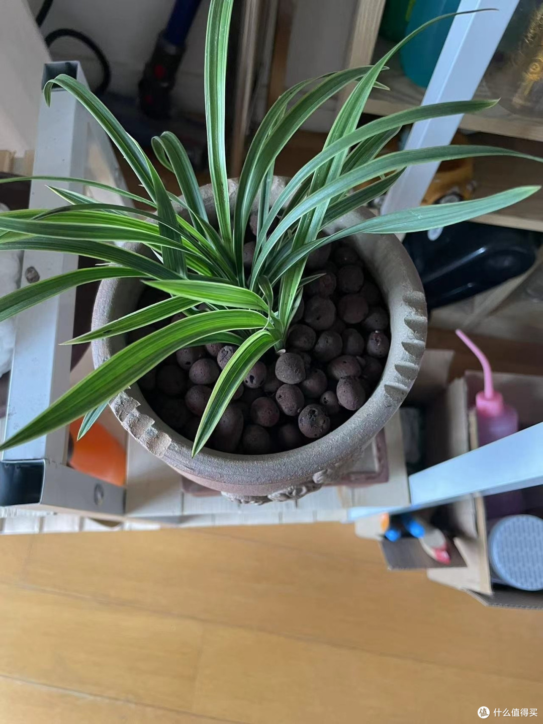花草之趣:吊兰与镜面草的养护之旅