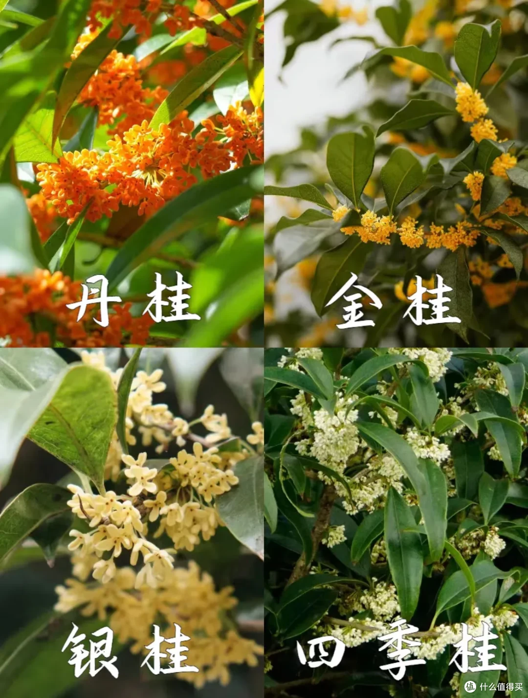 这些桂花利用方法,真的巨巨巨棒!这份季节限定的美好,请查收~