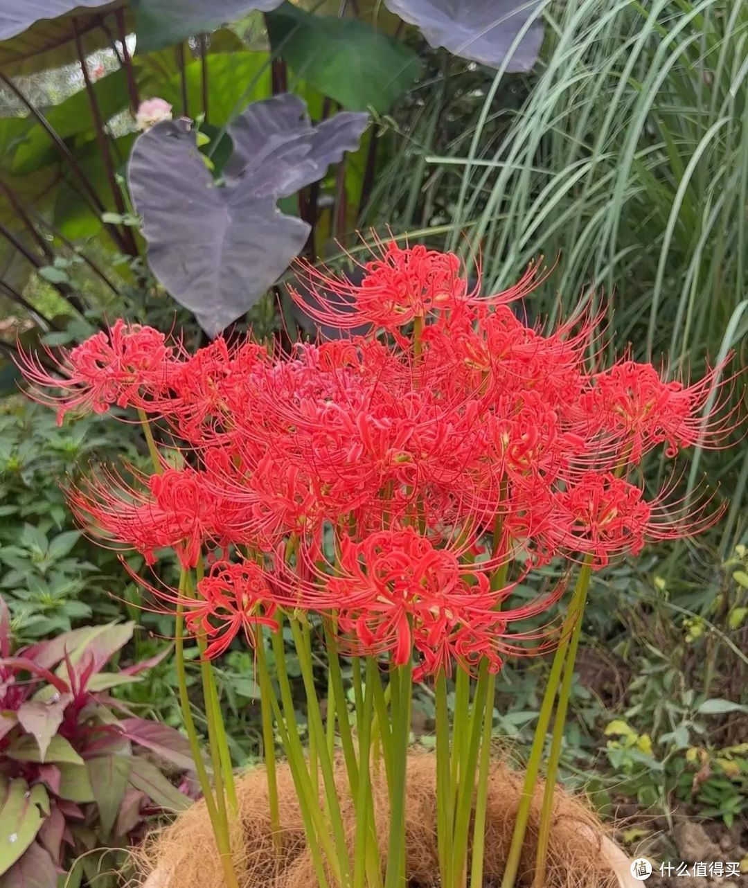 院子再大，也别种这5种“花草树木”，防止花旺人不旺！