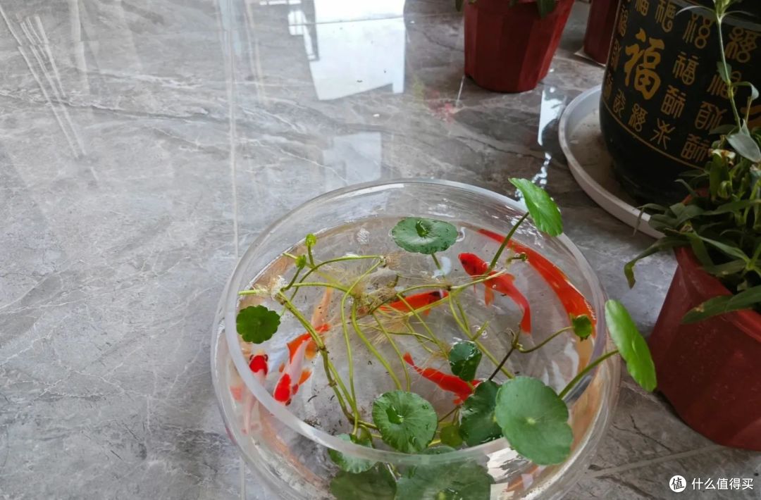 它才是真正的“旺家大王”，好看高级，比养富贵竹强10倍