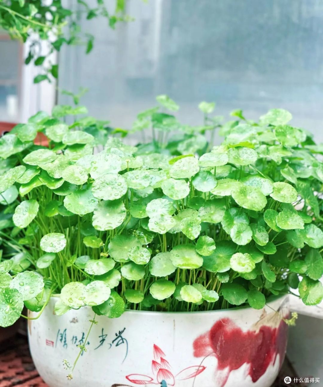 它才是真正的“旺家大王”，好看高级，比养富贵竹强10倍