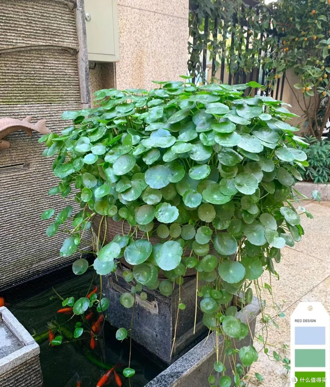 它才是真正的“旺家大王”，好看高级，比养富贵竹强10倍