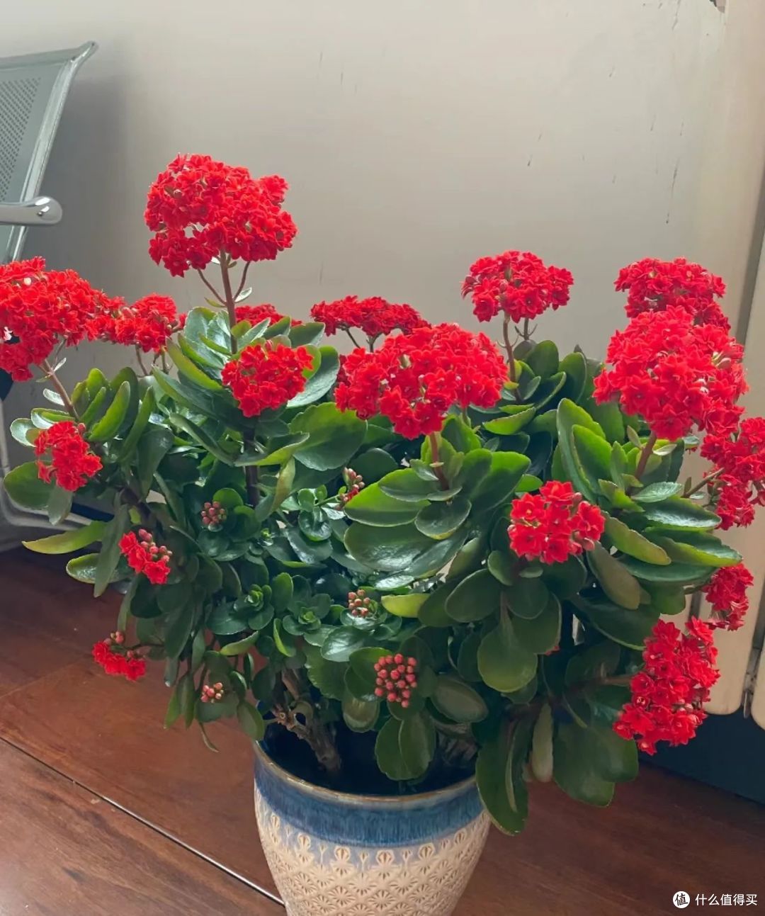 6种花“真怕冻”,冷风一吹就黄叶,降温立马搬回屋,还能开30天