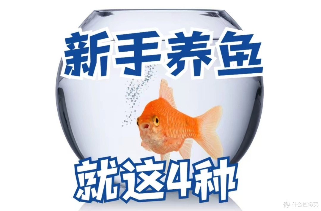 没有最好养的鱼,却有更好养的鱼,小白养鱼首选这4种