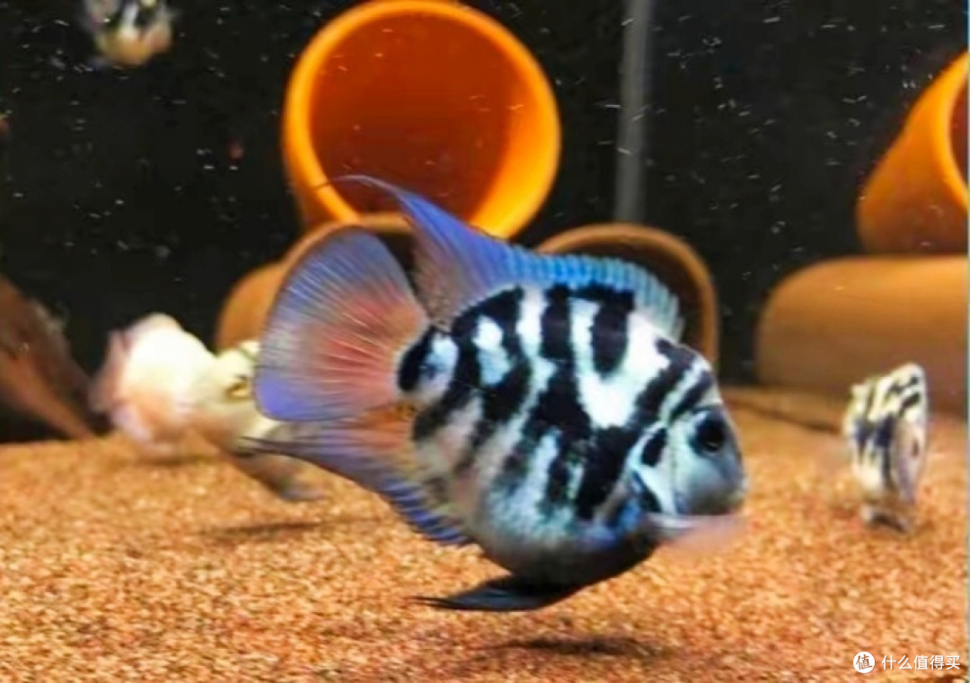 没有最好养的鱼,却有更好养的鱼,小白养鱼首选这4种