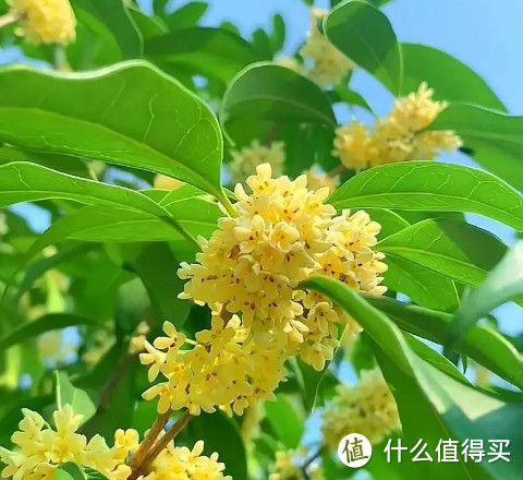 正值桂花飘香季；狮峰桂花龙井茶与桂花红茶