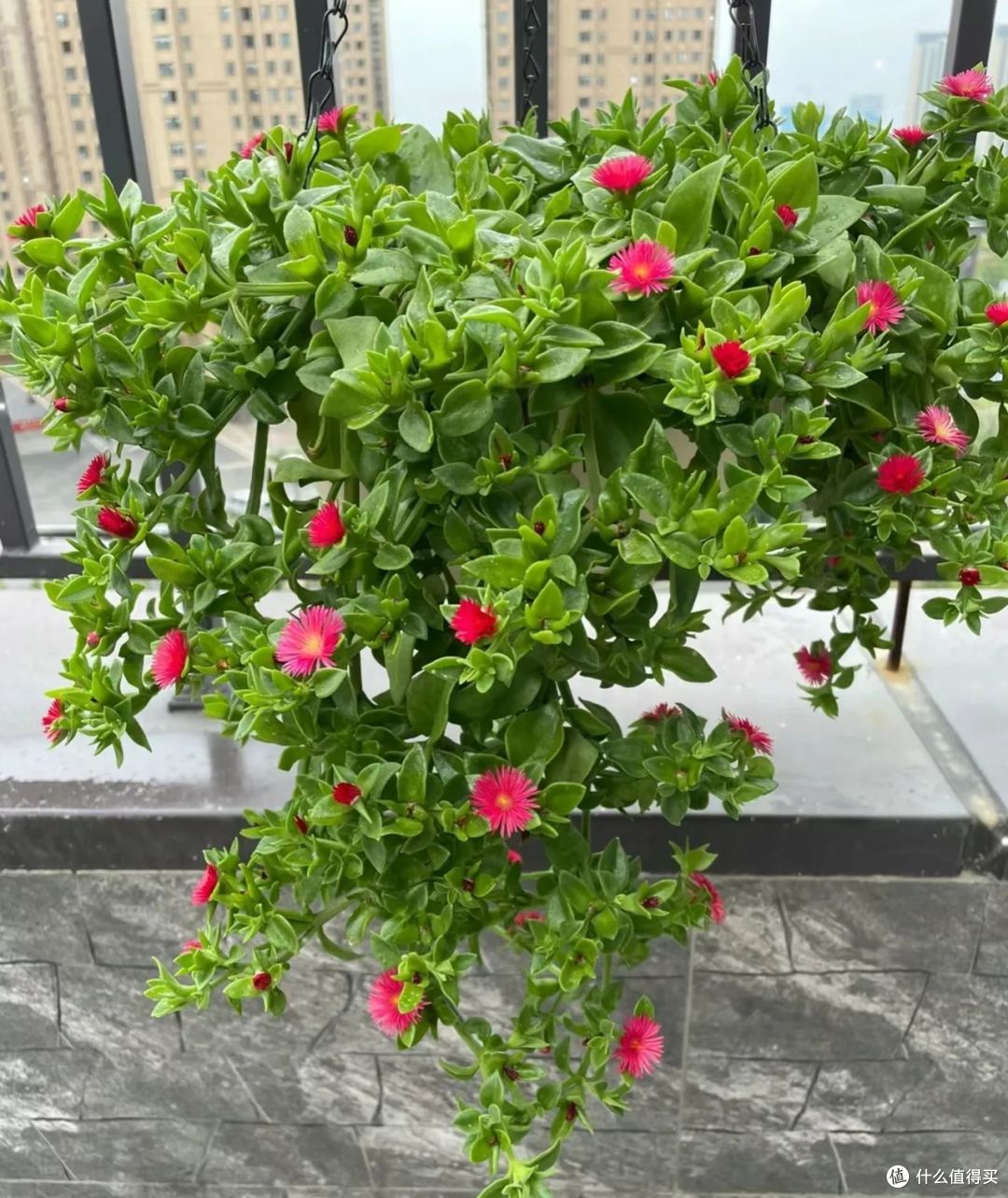 这7种花入室前一定要修剪,明年才能枝繁叶茂开花多!