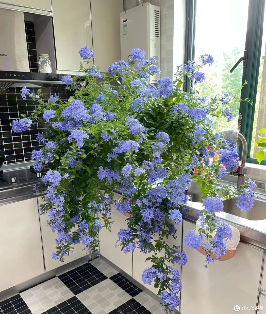 这7种花入室前一定要修剪,明年才能枝繁叶茂开花多!