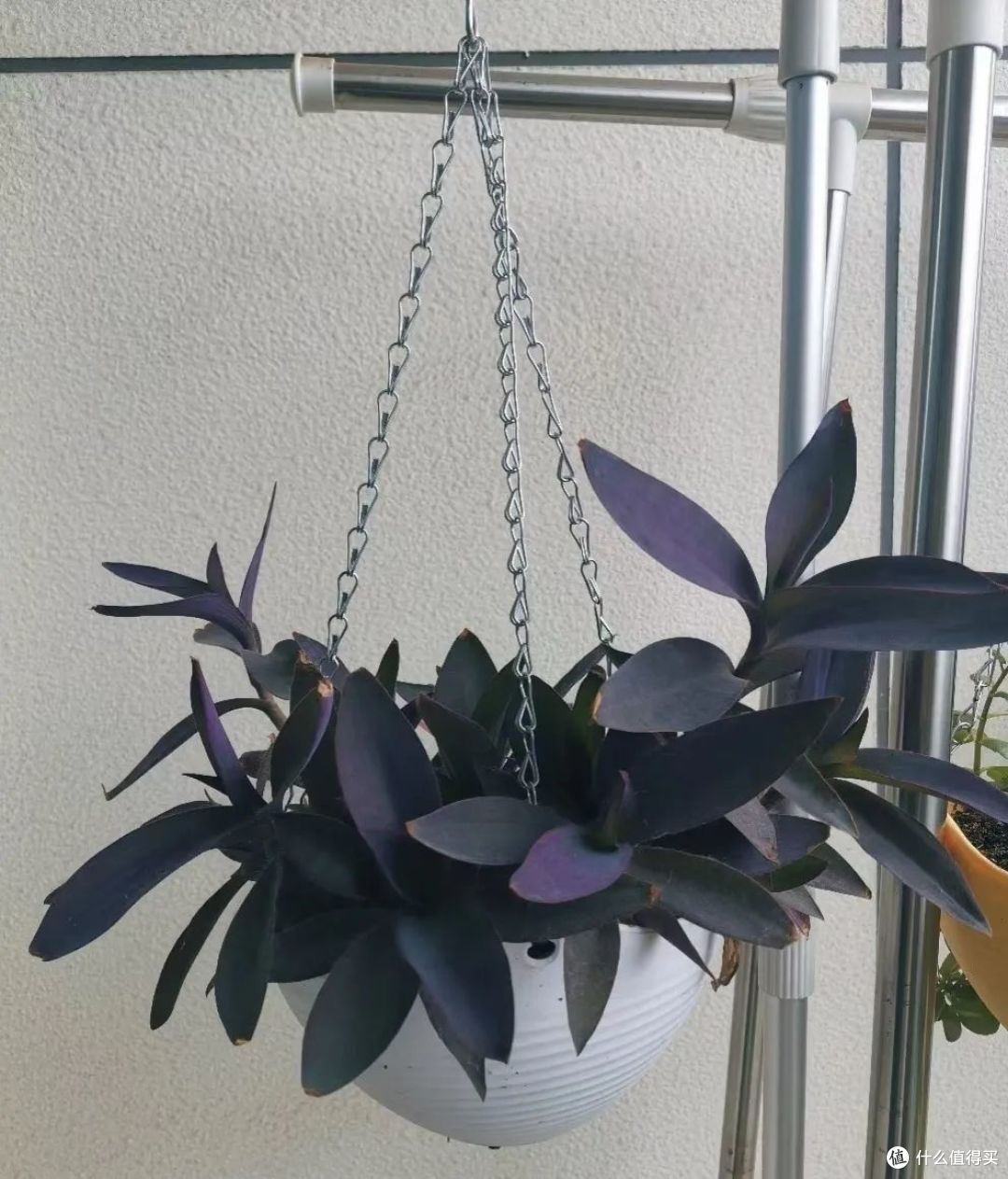 这7种花入室前一定要修剪,明年才能枝繁叶茂开花多!