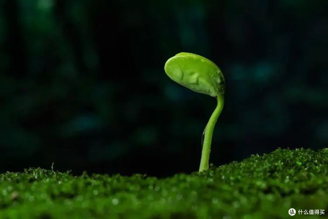 人类为什么没有进化出光合作用?