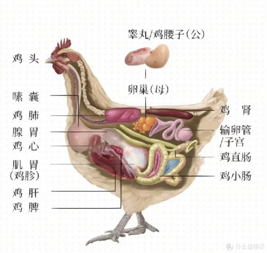 这图，搜罗不易，好好康康呀