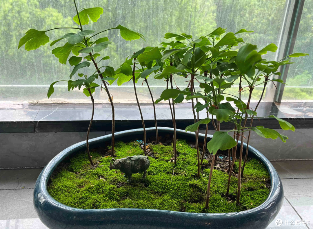 水果吃完果核别扔,养成盆景美到犯规!分文不花,也能高级又体面