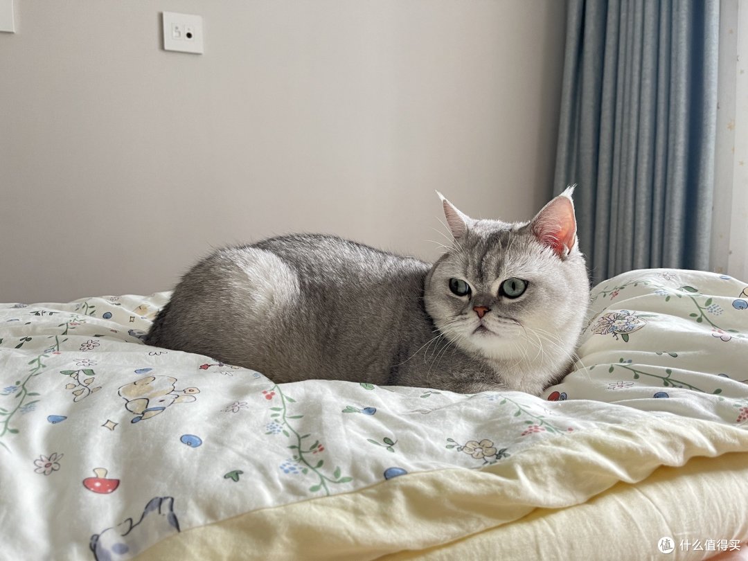 小猫咪爱吃皇家猫粮😸
