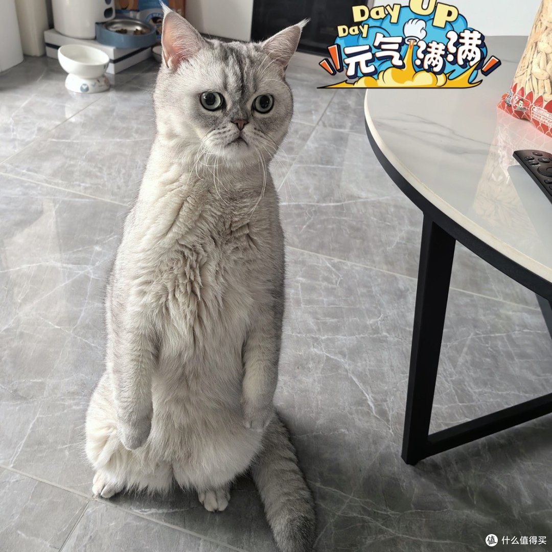 小猫咪爱吃皇家猫粮😸