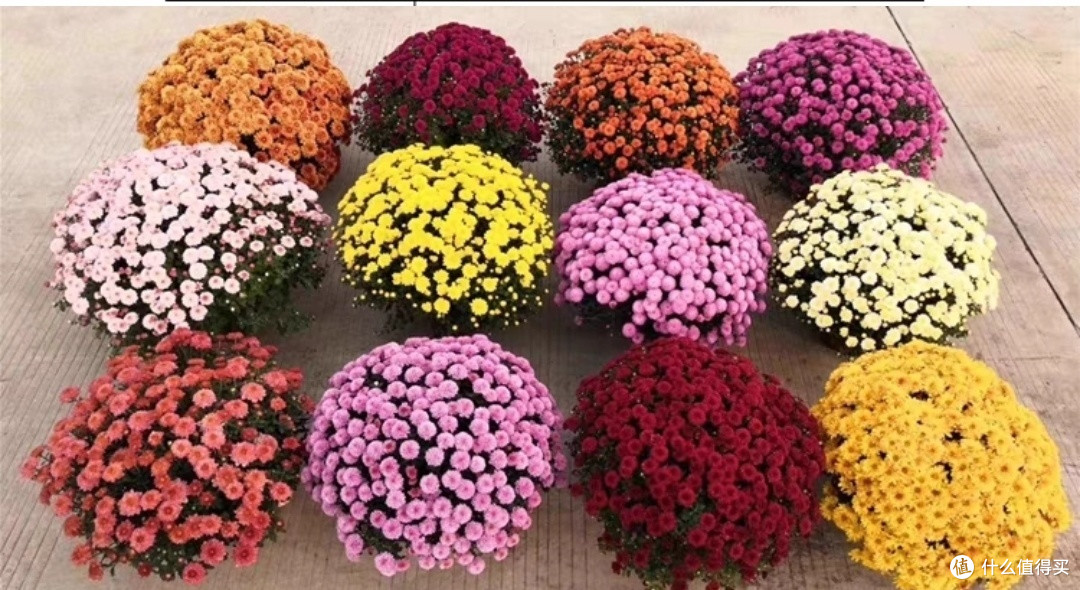 我闭眼买了33颗球菊，夸张？？