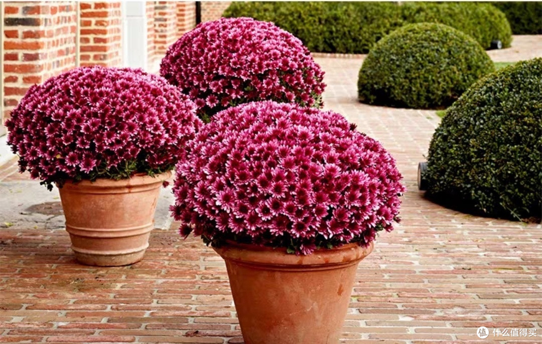 我闭眼买了33颗球菊，夸张？？