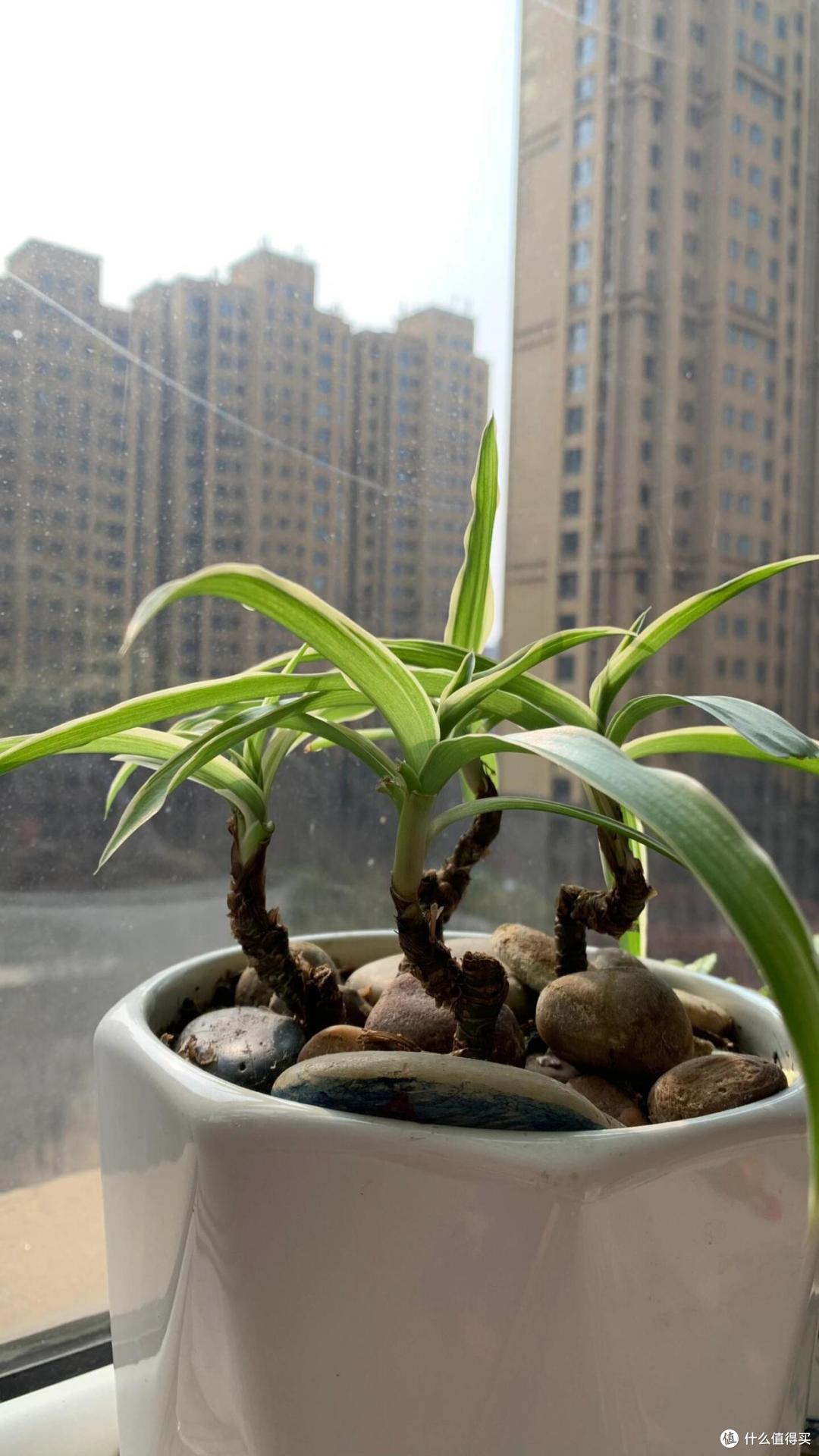 杭州一大哥，把吊兰养成了树，高贵又治愈，太美了！