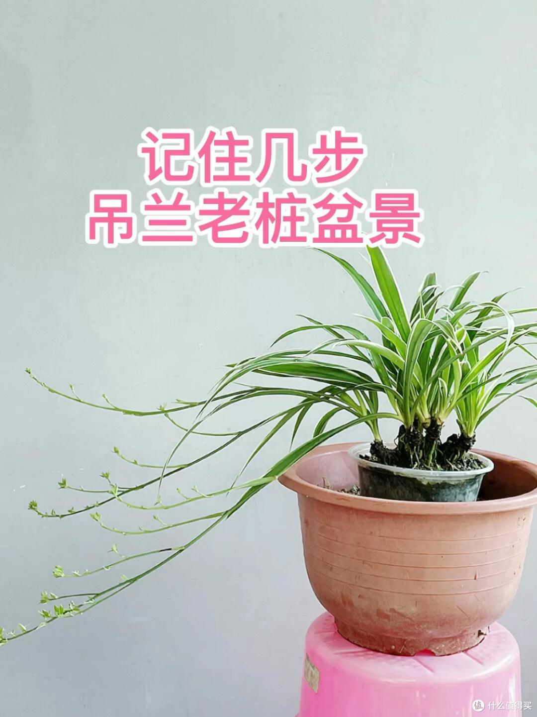 杭州一大哥，把吊兰养成了树，高贵又治愈，太美了！