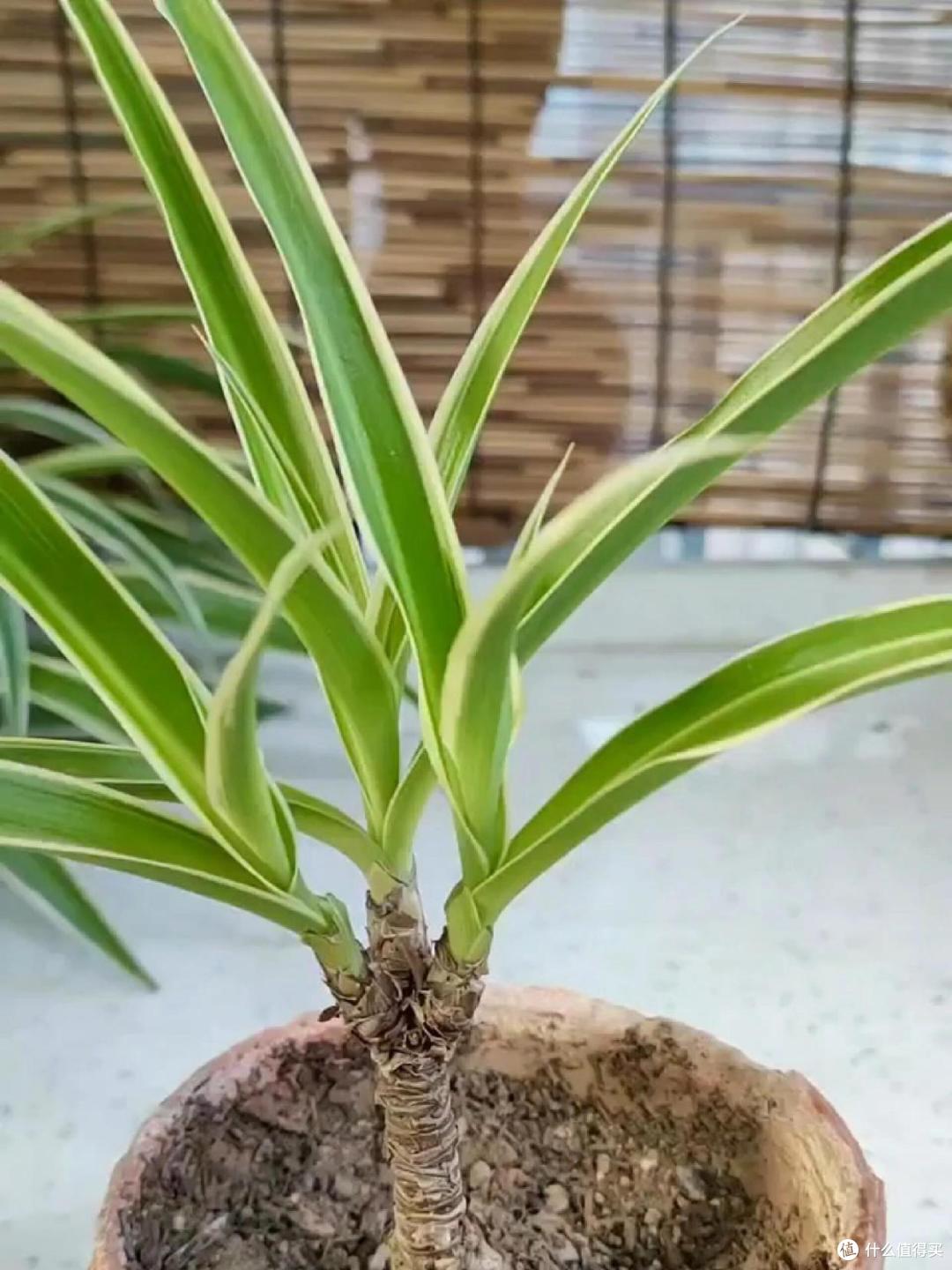 杭州一大哥，把吊兰养成了树，高贵又治愈，太美了！