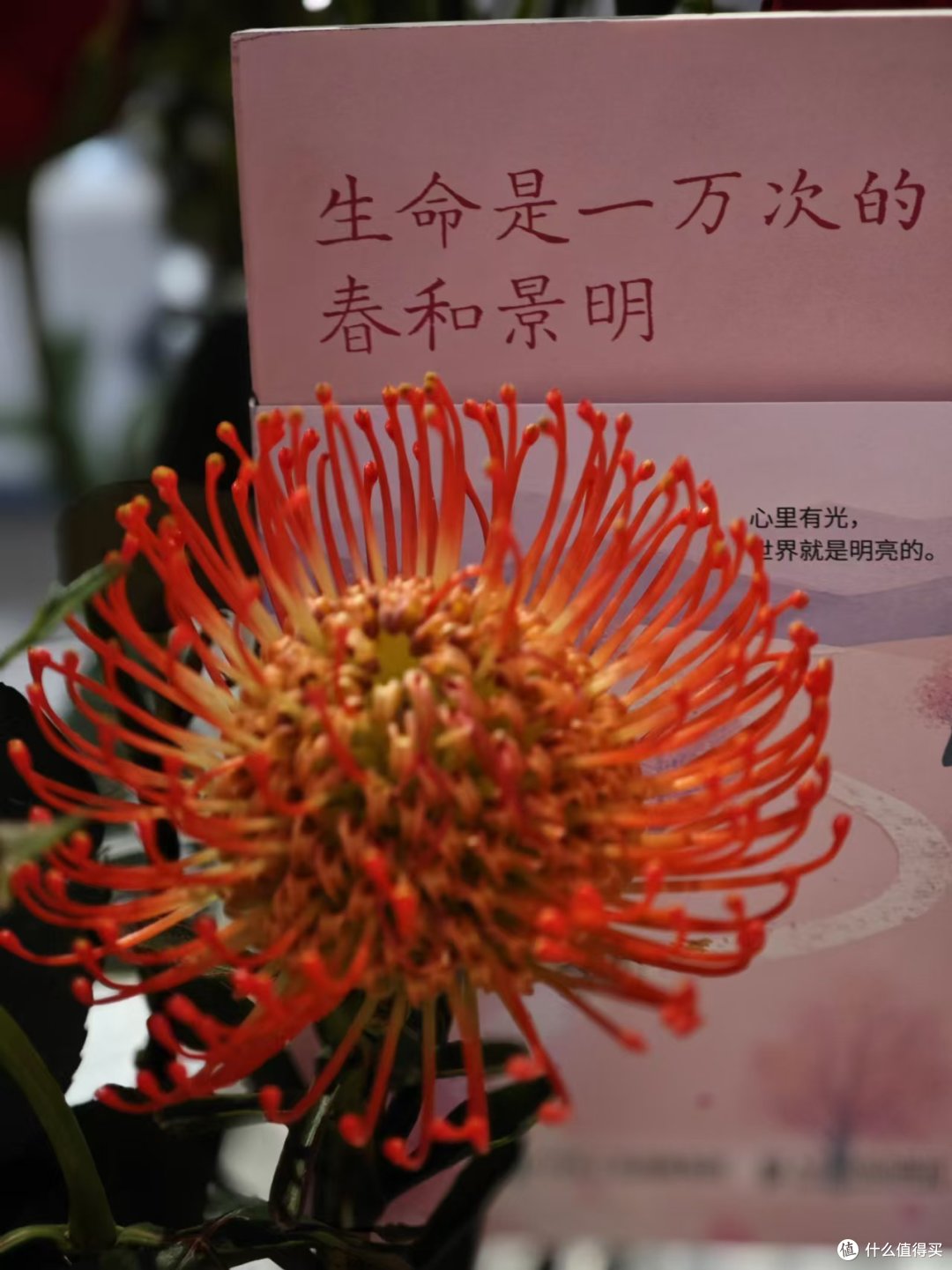 《生命是一万次的春和景明》:成长也是一种美好