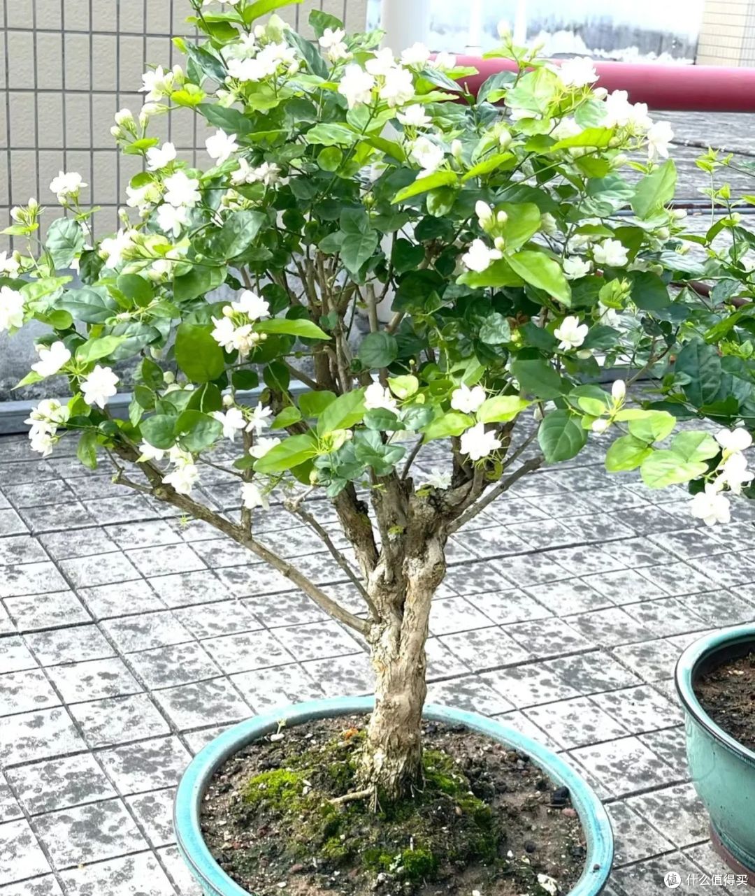 11月,5种花施点“抗冻肥”, 耐冻长势好,来年轻松开“爆盆”