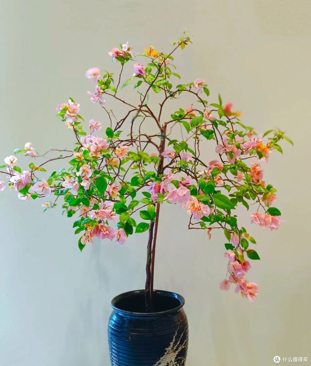 11月,5种花施点“抗冻肥”, 耐冻长势好,来年轻松开“爆盆”