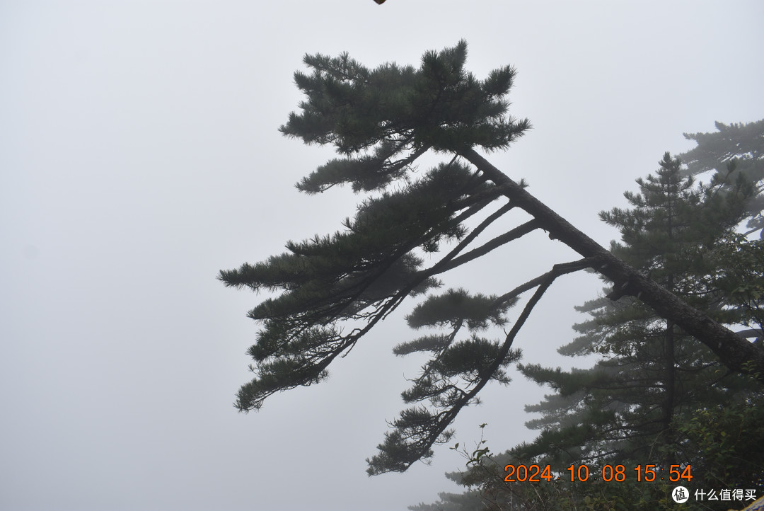 横着长的松树，黄山另一绝奇松，这棵也是排不上名的