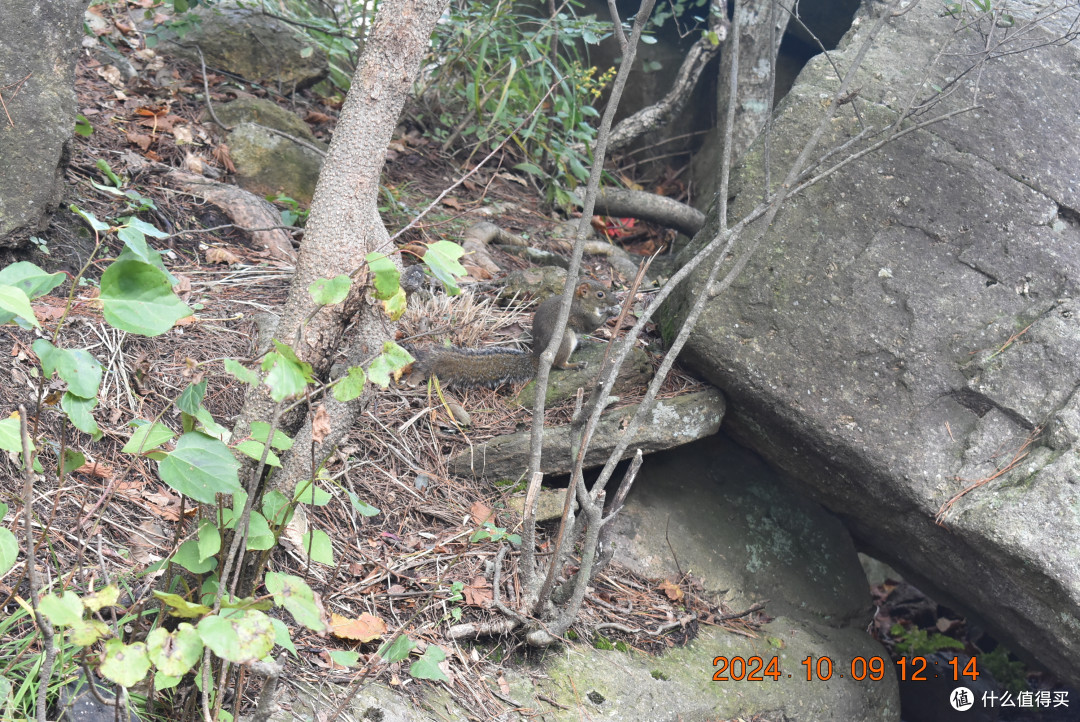 黄山的松鼠不怕人（和奉化溪口的完全不一样），可以近距离观看，