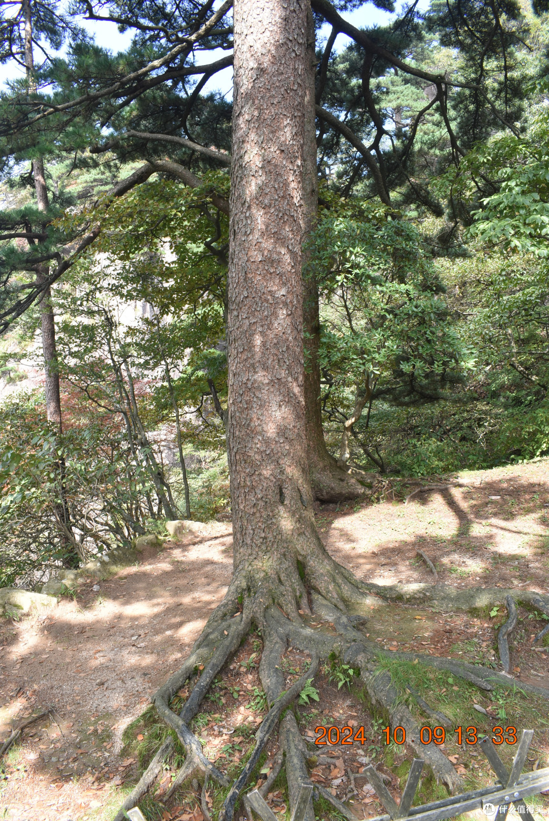 龙爪松，根系如龙爪，黄山十大名松之一