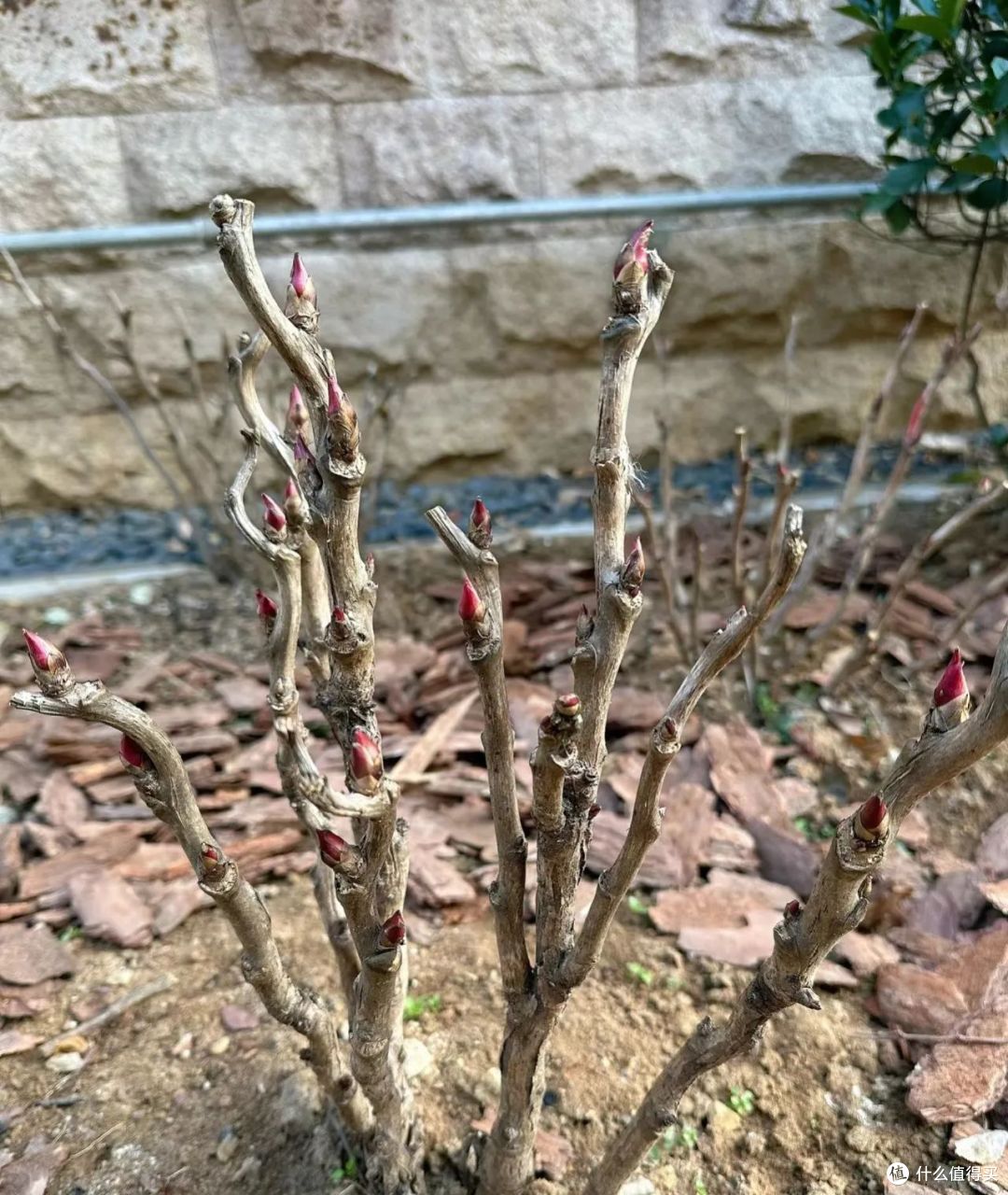 5种花冬天可“别剪”,越剪越不开花,救不回来!