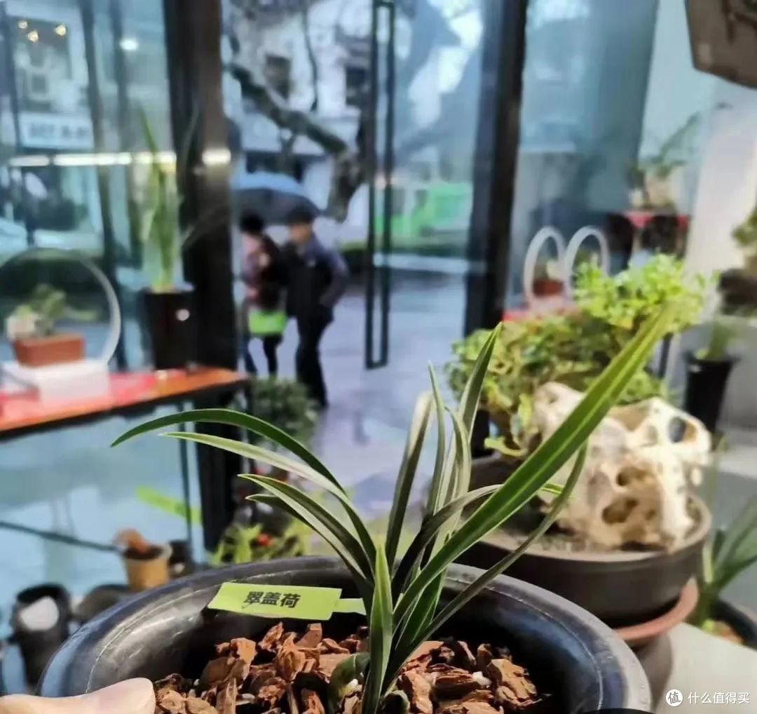 5种花冬天可“别剪”,越剪越不开花,救不回来!
