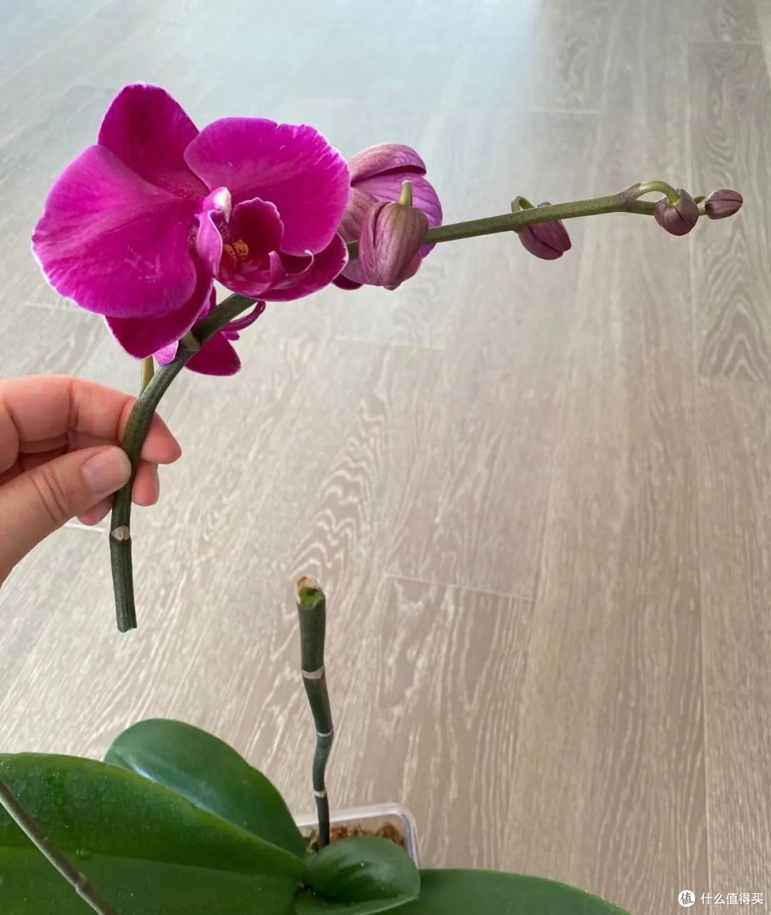 5种花冬天可“别剪”,越剪越不开花,救不回来!