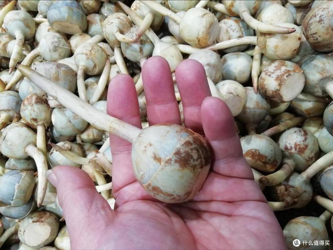 11月,吃什么应季“蔬菜”?菜农推荐这10种,新鲜,味美,营养高