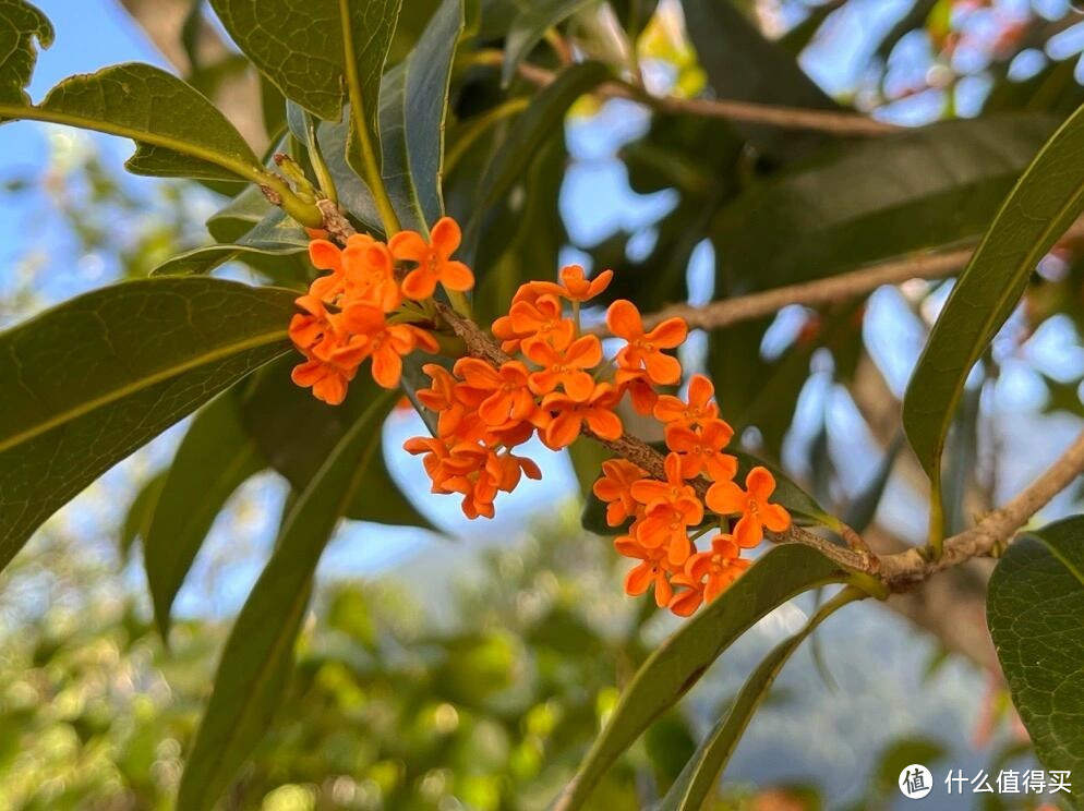 秋日桂花香，品茶好时光 —— 桂花红茶・丹桂小种品鉴