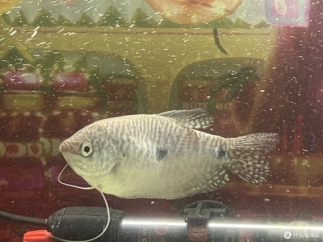蓝色曼龙的秘密:适合新手的水族箱选择指南