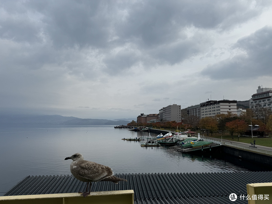 胖胖的海鸥